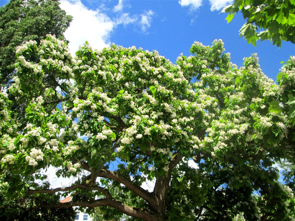 Trompetenbaum (Catalpa bignonioides) am Staden in Saarbrücken - ursprünglich aus Nordamerika