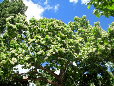 Trompetenbaum (Catalpa bignonioides) am Staden in Saarbrücken - ursprünglich aus Nordamerika photo