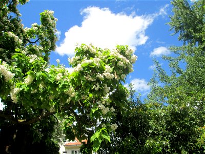 Trompetenbaum (Catalpa bignonioides) am Staden in Saarbrücken - ursprünglich aus Nordamerika