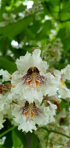 Catalpa bignonioides
