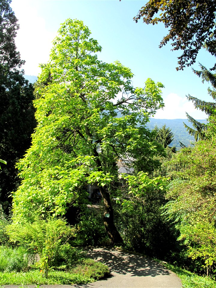 Category:Catalpa bignonioides in the botanical garden of la Jaÿsinia in Samoëns (Haute-Savoie, France). Identified by its botanic label.