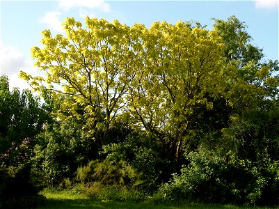 Southern Catalpa