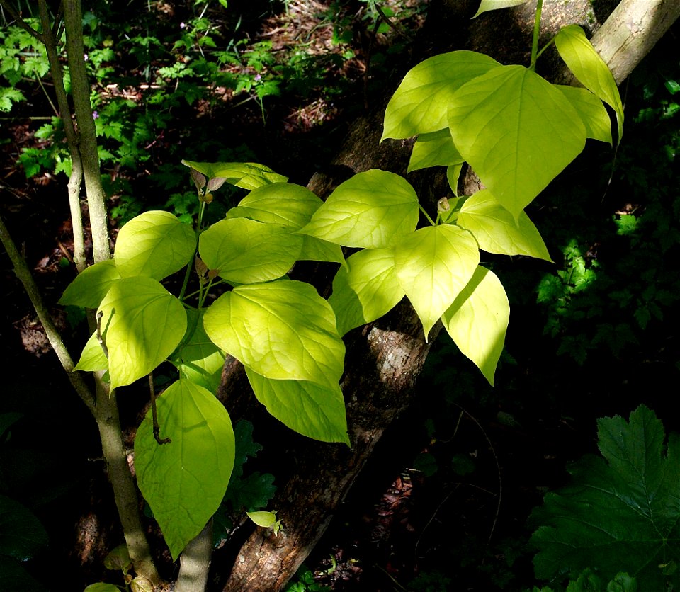 Southern Catalpa