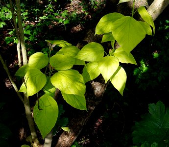 Southern Catalpa