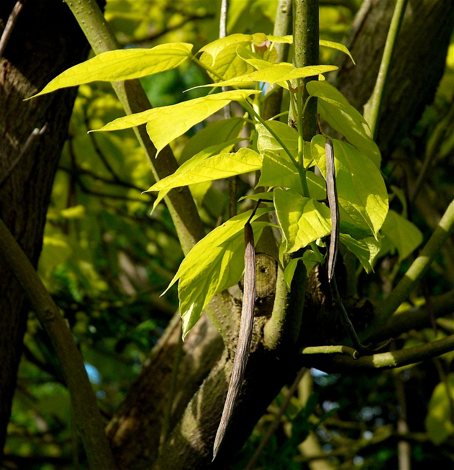 Southern Catalpa