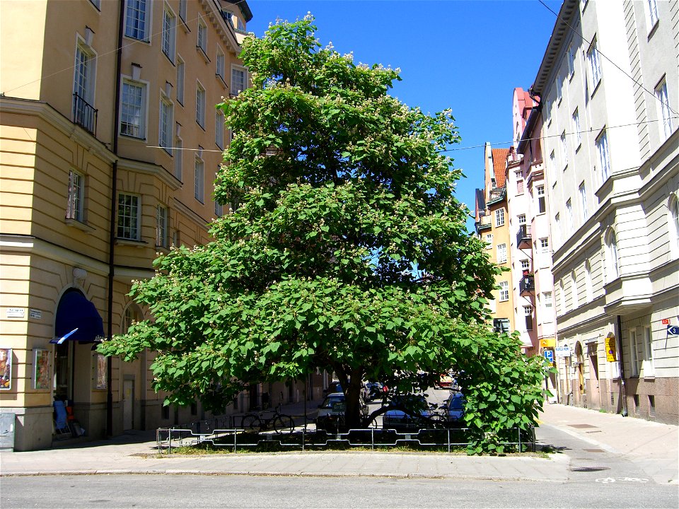 Catalpa bignonioides Walt.  Edit suggestion: Catalpa x erubescens (stems from cutting from the C x erubescens at the Bergius Botanical Garden)