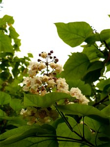 Catalpa bignonioides flowers and leaves