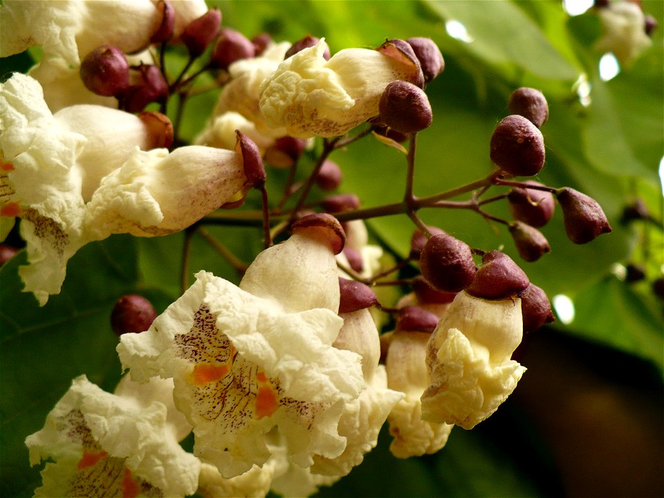 flowers of Catalpa bignonioides