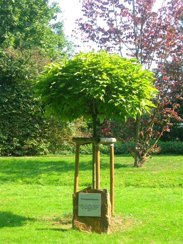 Trompetenbaum Dieburg Schlossgarten