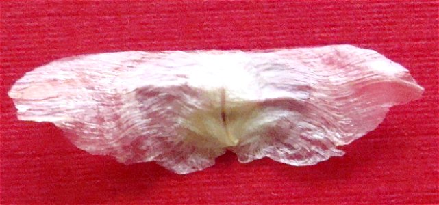 Nasiono (niedojrzałe)milinu Campsis radicans