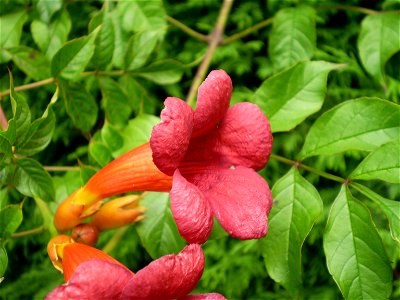 campsis radicanstrompetbloem