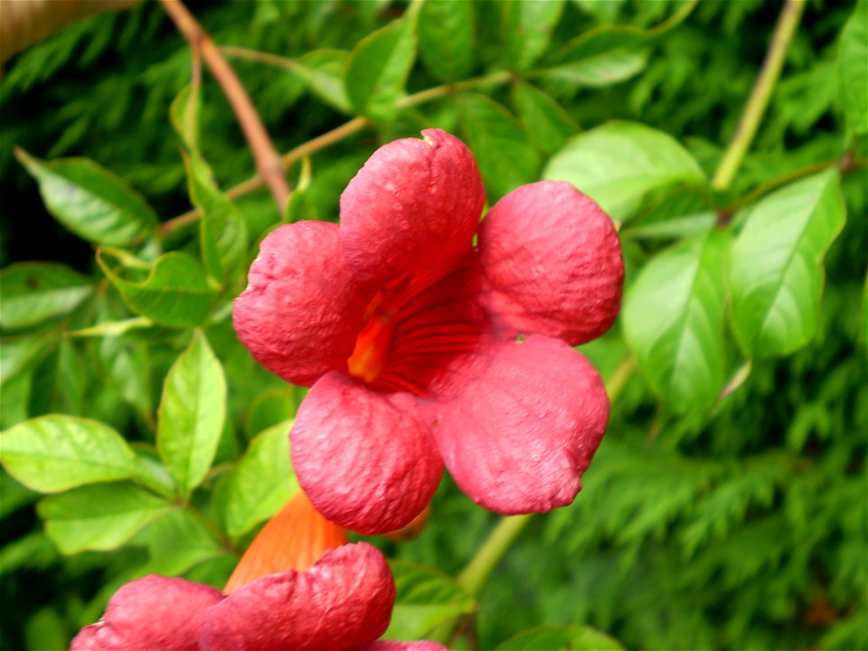 campsis radicanstrompetbloem