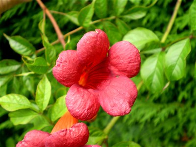 campsis radicanstrompetbloem