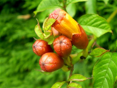 campsis radicanstrompetbloem