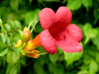 Campsis radicans - trompetbloem, trumpet creeper