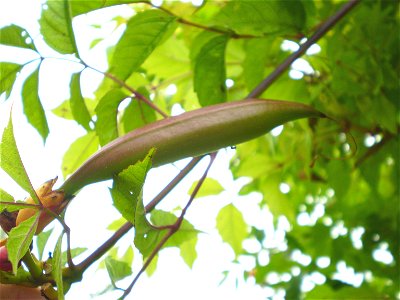 campsis radicanstrompetbloem
