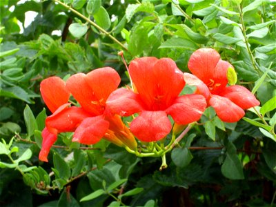 Campsis radicans flowers close up, La Poblachuela Campo de Calatrava, Spain