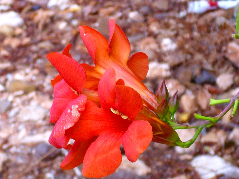 Campsis radicans flowers close up, La Poblachuela Campo de Calatrava, Spain