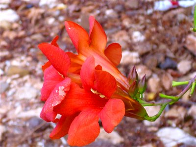 Campsis radicans flowers close up, La Poblachuela Campo de Calatrava, Spain