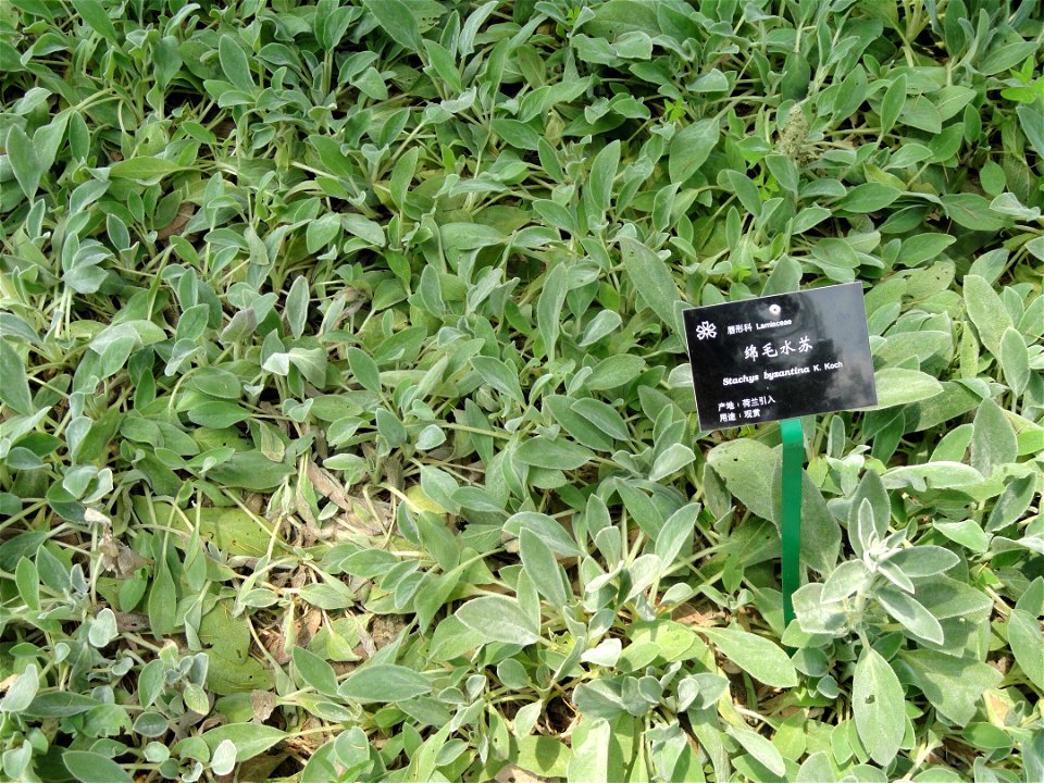 Plant specimen in the Kunming Botanical Garden, Kunming, Yunnan, China.