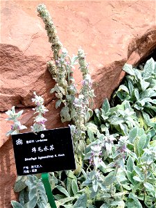 Plant specimen in the Kunming Botanical Garden, Kunming, Yunnan, China.