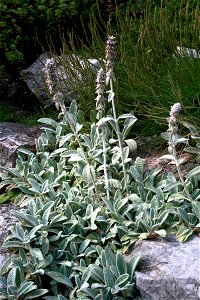 Stachys byzantina, Stachys byzantina from Botanical Garden of Charles University in Prague, Czech Republic