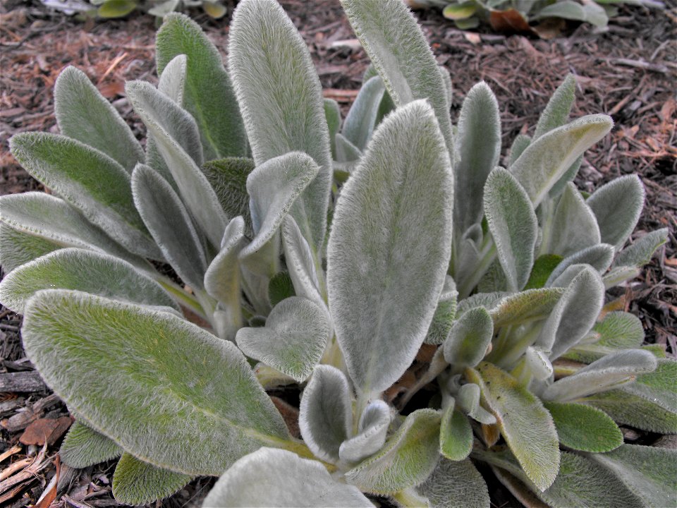 Stachys byzantina at the Water Conservation Garden at Cuyamaca College in El Cajon, California, USA.