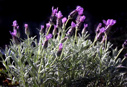 Lavandula stoechas,  on balcony in Brussels, Etterbeek.