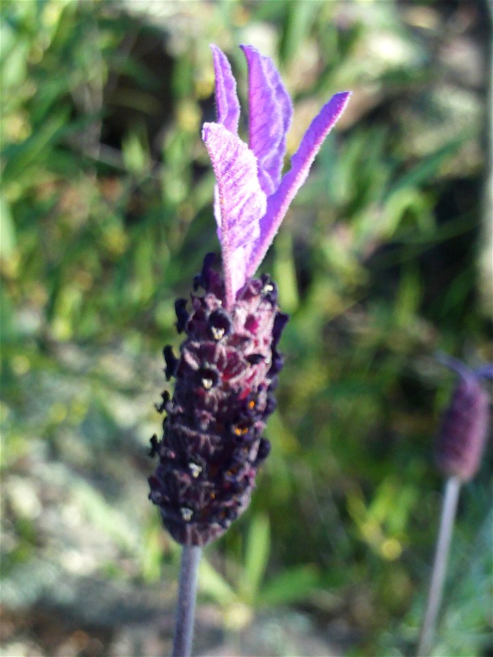Lavandula stoechas subsp. pedunculata flower close up, Dehesa Boyal de Puertollano, Spain