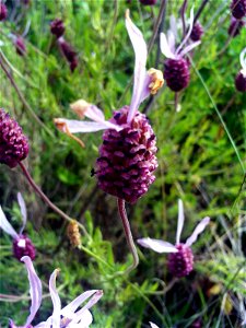 Lavandula stoechas subsp. sampaioana inflorescence close up, Sierra Madrona, Spain