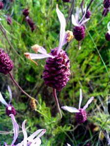 Lavandula stoechas subsp. sampaioana inflorescence close up, Sierra Madrona, Spain photo