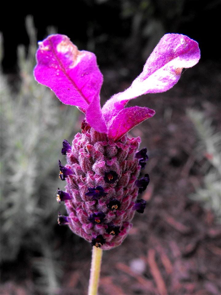 Lavandula stoechas in the Water Conservation Garden at Cuyamaca College in El Cajon, California, USA. Identified by sign.