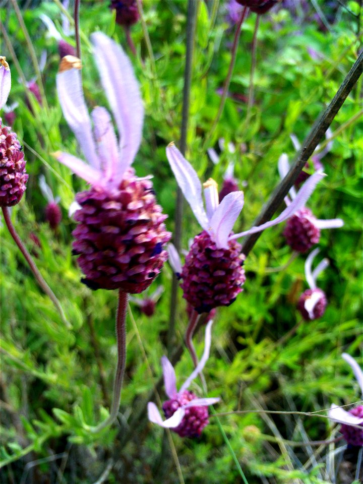 Lavandula stoechas subsp. sampaioana inflorescence close up, Sierra Madrona, Spain