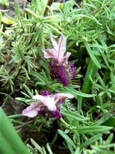 Lavandula stoechas photo