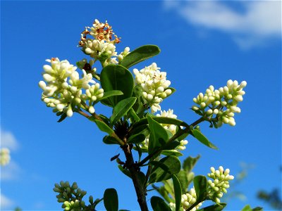 Gewöhnlicher Liguster (Ligustrum vulgare) bei Hockenheim