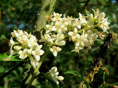 Gewöhnlicher Liguster (Ligustrum vulgare) bei Hockenheim