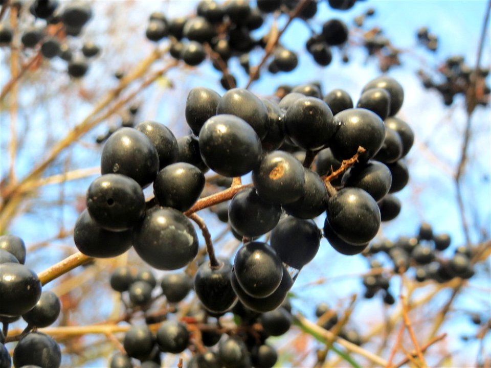 Gewöhnlicher Liguster (Ligustrum vulgare) im Landesgartenschaupark Hockenheim