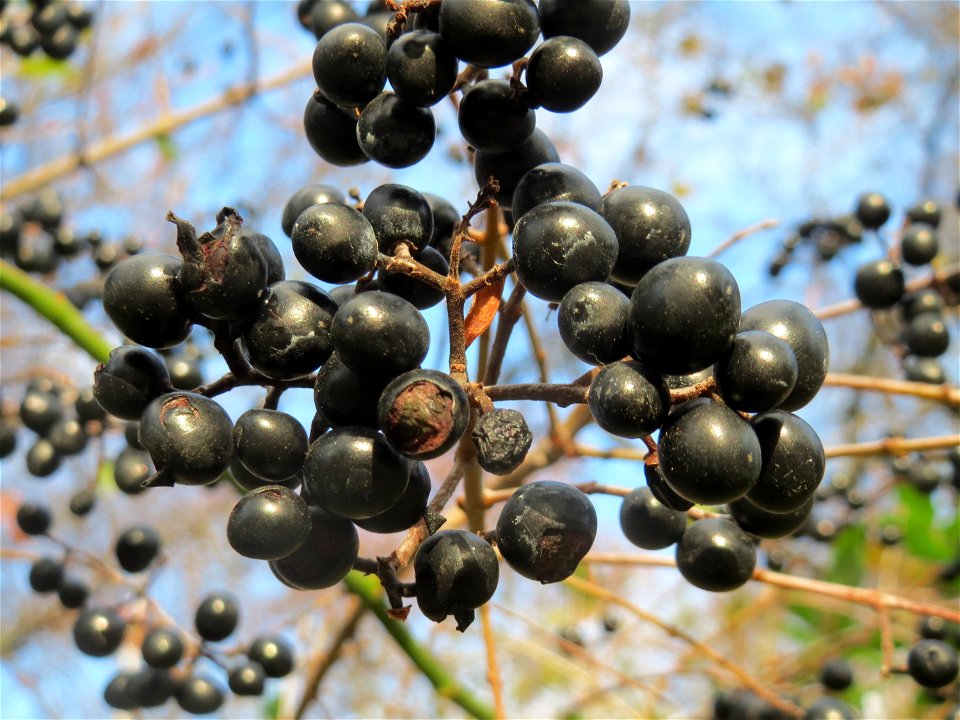 Gewöhnlicher Liguster (Ligustrum vulgare) im Landesgartenschaupark Hockenheim