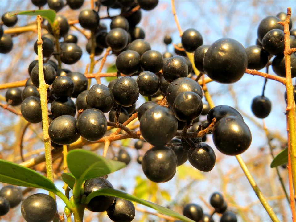 Gewöhnlicher Liguster (Ligustrum vulgare) im Landesgartenschaupark Hockenheim