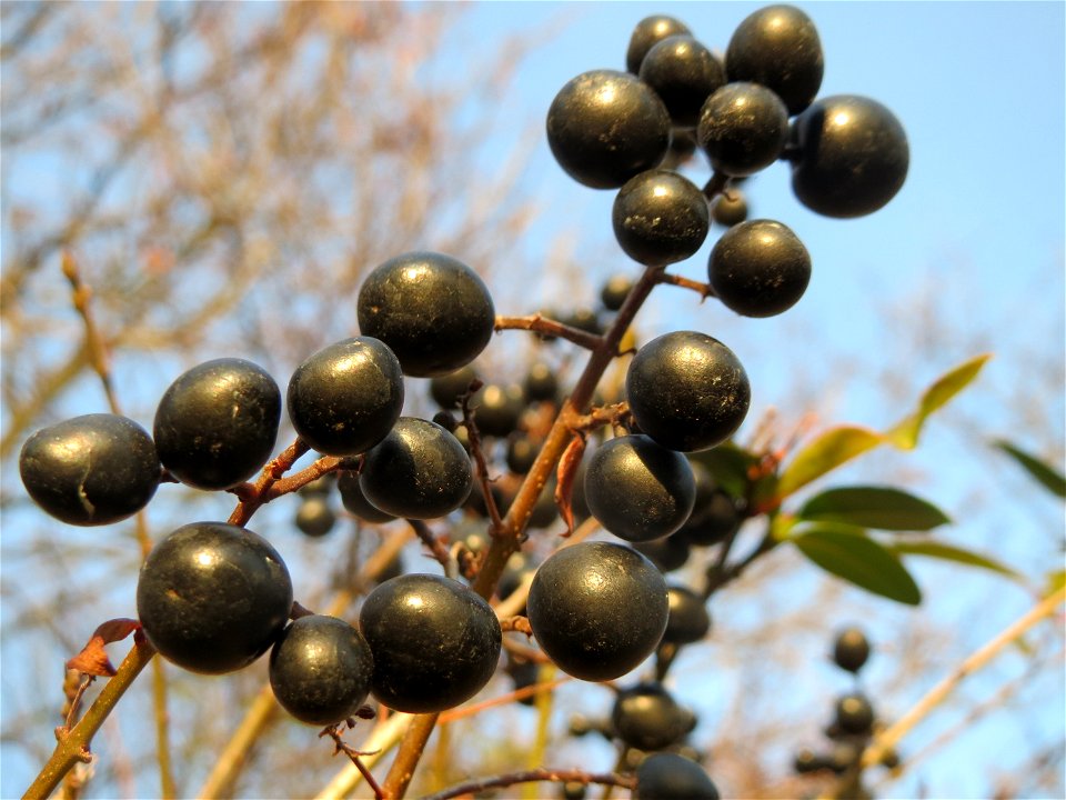 Gewöhnlicher Liguster (Ligustrum vulgare) im Landesgartenschaupark Hockenheim