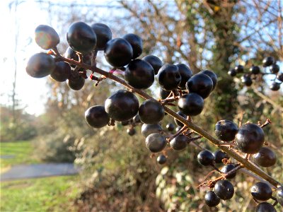 Gewöhnlicher Liguster (Ligustrum vulgare) in Hockenheim