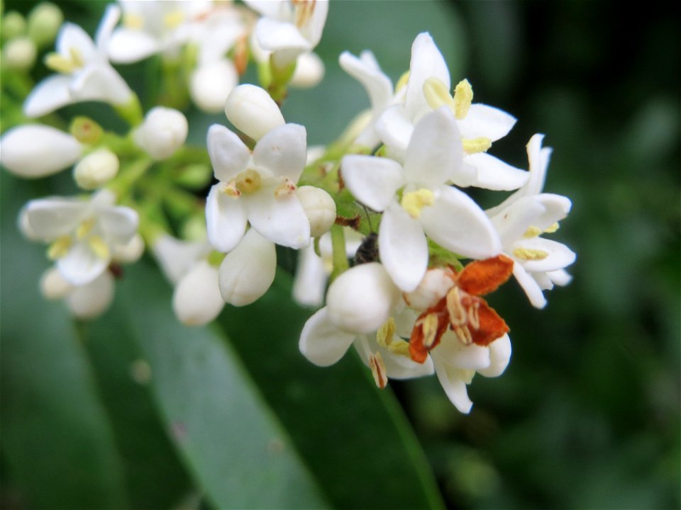 Gewöhnlicher Liguster (Ligustrum vulgare) im Landesgartenschaupark Hockenheim