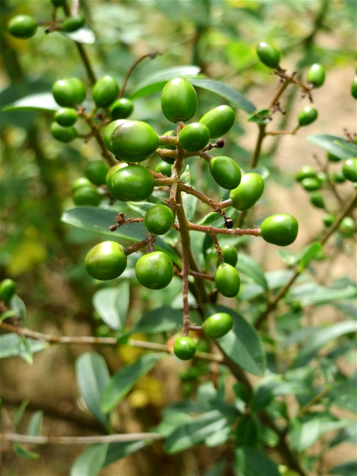 Unreife Früchte vom Gewöhnlichen Liguster (Ligustrum vulgare) bei Hockenheim
