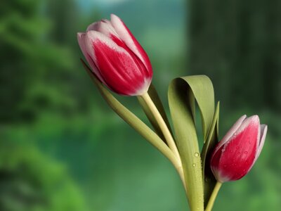 Plant spring tulip