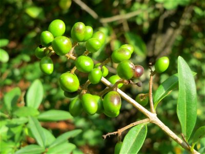 Unreife Früchte vom Gewöhnlichen Liguster (Ligustrum vulgare) im Schwetzinger Hardt