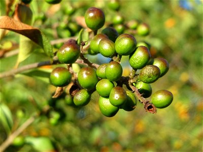 Gewöhnlicher Liguster (Ligustrum vulgare) in Hockenheim