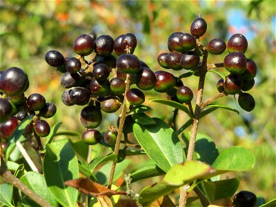 Gewöhnlicher Liguster (Ligustrum vulgare) in Hockenheim