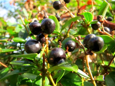 Gewöhnlicher Liguster (Ligustrum vulgare) in Hockenheim