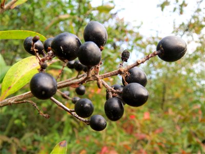 Gewöhnlicher Liguster (Ligustrum vulgare) in Hockenheim