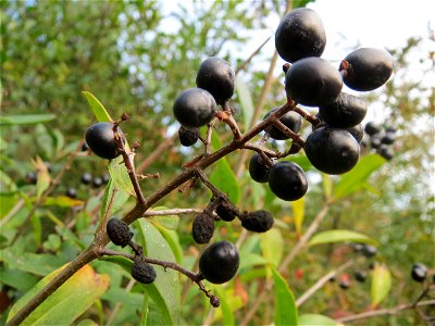 Gewöhnlicher Liguster (Ligustrum vulgare) in Hockenheim